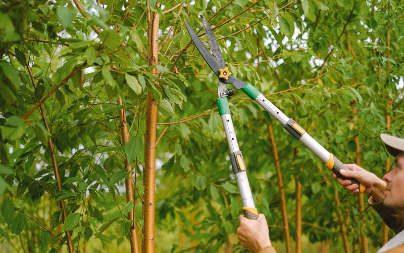Tree trimming in Dows, IA