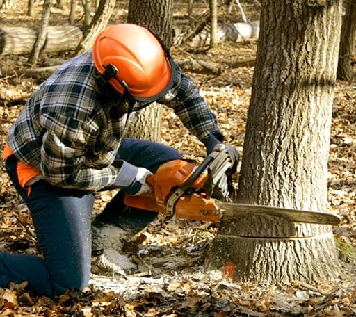 Tree Removal in Dows, IA
